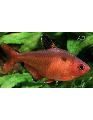 Tétra charbon (Hyphessobrycon eques) 1,5-2cm