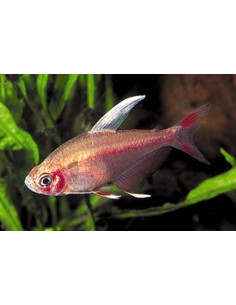 Tétra rosé nageoires blanches (Hyphessobrycon rosaceus White Fin) 1,5-2cm