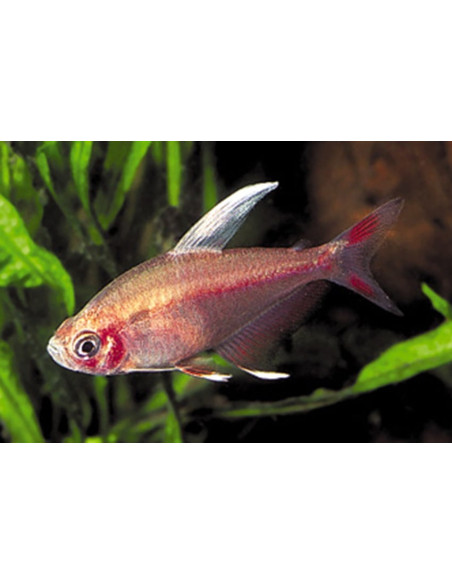 Tétra rosé nageoires blanches (Hyphessobrycon rosaceus White Fin) 2,5-3cm