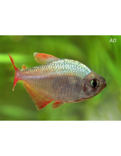 Tétra colombien (Hyphessobrycon columbianus) 2-2,5cm