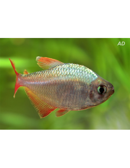Tétra colombien (Hyphessobrycon columbianus) 2-2,5cm