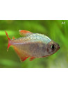 Tétra colombien (Hyphessobrycon columbianus) 2-2,5cm