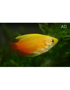 Gourami miel Mary Gold (Trichogaster chuna Mary Gold) 2,2-2,5cm