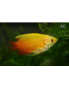 Gourami miel Mary Gold (Trichogaster chuna Mary Gold) 2,2-2,5cm