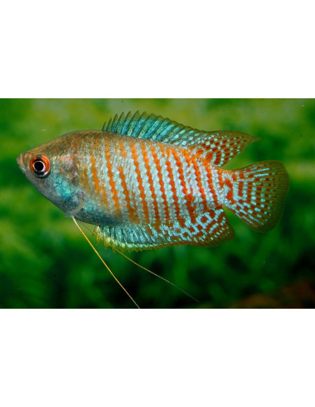 Gourami nain couple (Trichogaster lalius) 4-5cm Pair