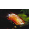 Gourami labiosa Red (Trichogaster labiosa Red) 3-4cm