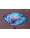 Gourami nain Cobalt (Trichogaster lalius "Cobalt") 4-5cm (couple)