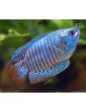 Gourami nain Neon (Trichogaster lalius "Neon") 4-5cm (couple)