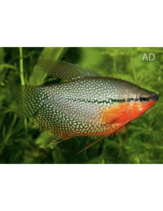 Gourami perlé couple (Trichopodus leerii) 5-7cm Pair