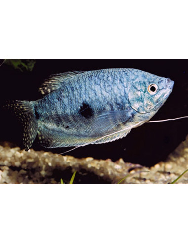 Gourami bleu (Trichopodus trichopterus) 5-6cm