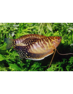 Gourami Gold (Trichopodus trichopterus Gold) 5-6cm