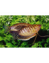 Gourami Gold (Trichopodus trichopterus Gold) 5-6cm