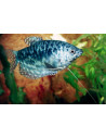 Gourami bleu Cosby (Trichopodus trichopterus Cosby) 5-6cm