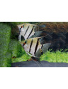 Scalaire commun (Pterophyllum scalare) 4-5cm