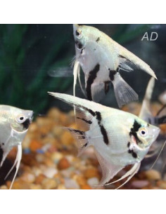 Scalaire White Crystal Panda (Pterophyllum scalare) 4-5cm