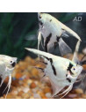 Scalaire White Crystal Panda (Pterophyllum scalare) 4-5cm