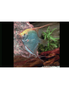 Scalaire Gold (Pterophyllum scalare) 3-4cm