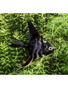 Pterophyllum Scalare Marble 2,5-3 Cm