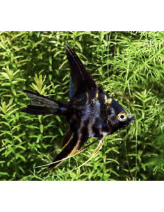 Scalaire Marbré (Pterophyllum scalare Marble) 4-5cm