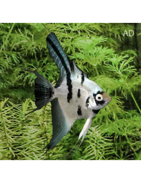 Scalaire Panda (Pterophyllum scalare) 4-5cm