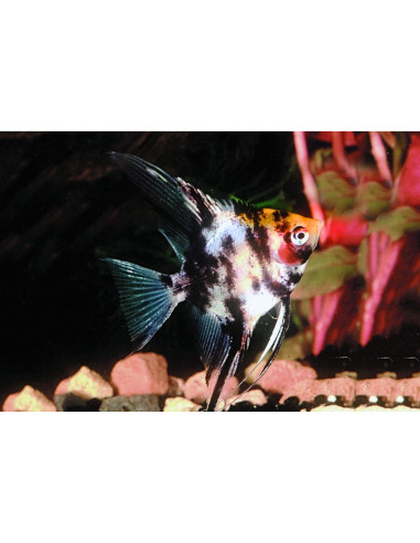 Scalaire Mix Blushing Red Head (Pterophyllum scalare) 3-4cm