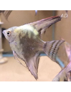 Scalaire Smoke Green (Pterophyllum scalare) 4-5cm