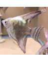 Pterophyllum Scalare Smoke Green 4-5cm