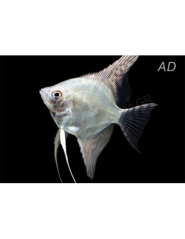 Pterophyllum Scalare Platinum White 4-5cm