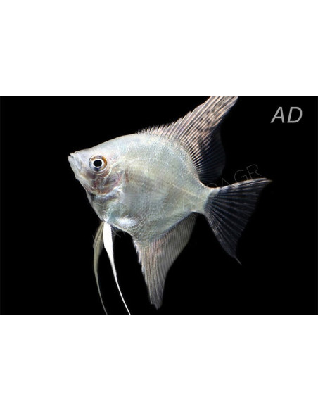 Pterophyllum Scalare Platinum White 4-5cm