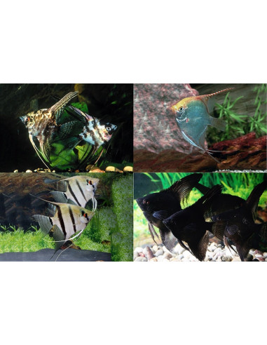Pterophyllum Scalare Mix 4-5cm