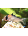 Corydoras Adolfoi 2,5-3,5cm