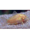 Corydoras Albino 2,5-3cm