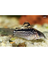 Corydoras elegans (Corydoras elegans) 3-3,5cm Wild