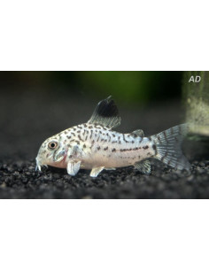 Corydoras julii (Corydoras julii) 2,5-3cm