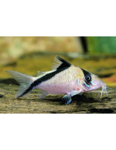 Corydoras melini (Corydoras melini) 2,5-3cm Wild