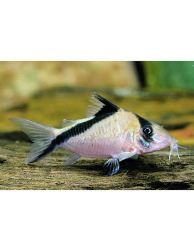 Corydoras melini (Corydoras melini) 2,5-3cm Wild