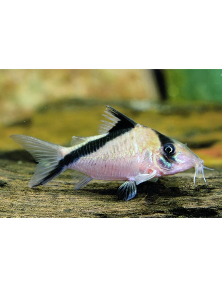 Corydoras melini (Corydoras melini) 2,5-3cm Wild