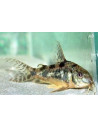 Corydoras paleatus (Corydoras paleatus) 2,5-3cm
