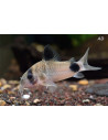 Corydoras panda (Corydoras panda) 2-2,5cm