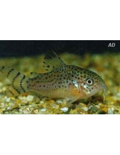 Corydoras punctatus (Corydoras punctatus) 2,5-3cm Wild