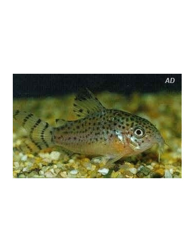 Corydoras punctatus (Corydoras punctatus) 2,5-3cm Wild