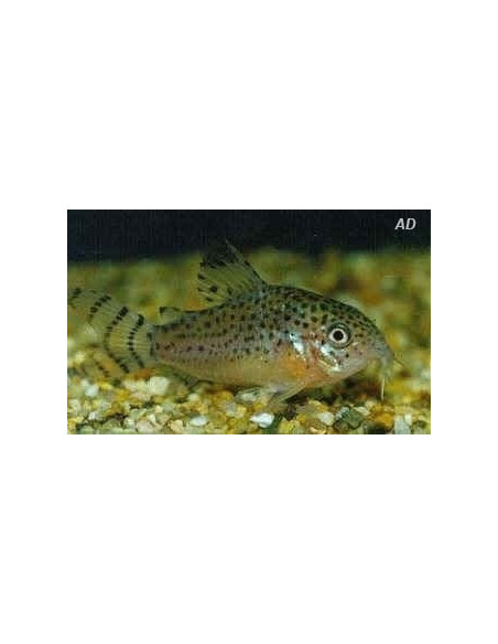 Corydoras punctatus (Corydoras punctatus) 2,5-3cm Wild