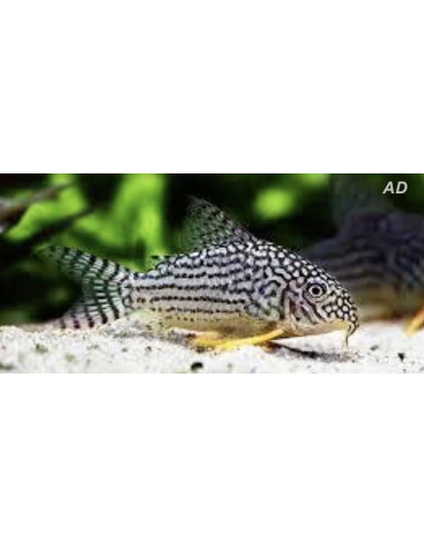 Corydoras sterbai (Corydoras sterbai) 2,5-3cm