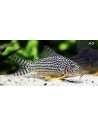 Corydoras sterbai (Corydoras sterbai) 2,5-3cm