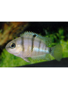 Cichlidé cutteri (Cichlasoma cutteri) 3,5-4cm