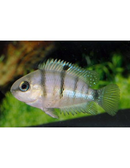 Cichlidé cutteri (Cichlasoma cutteri) 3,5-4cm