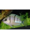 Cichlidé cutteri (Cichlasoma cutteri) 3,5-4cm