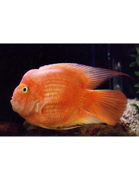 Cichlidé perroquet Blood (Cichlasoma hybrid Blood Parrot) 6-7cm