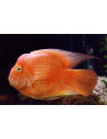 Cichlidé perroquet Blood (Cichlasoma hybrid Blood Parrot) 6-7cm