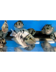 Cichlidé perroquet Blue Tiger (Cichlasoma hybrid Blue Tiger Parrot) 3-4cm